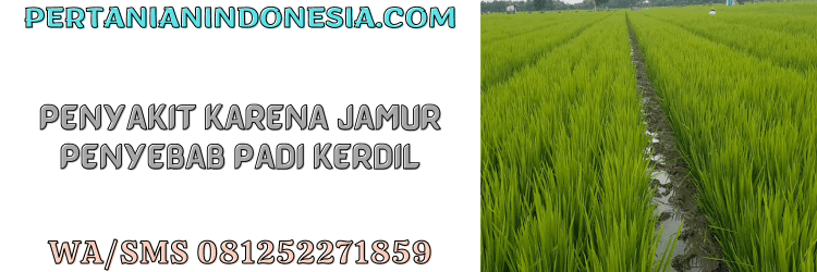 penyakit,jamur,cendawan,patogen,pertanian indonesia